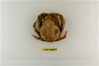 藏品(扁足蜘蛛蟹)的圖片